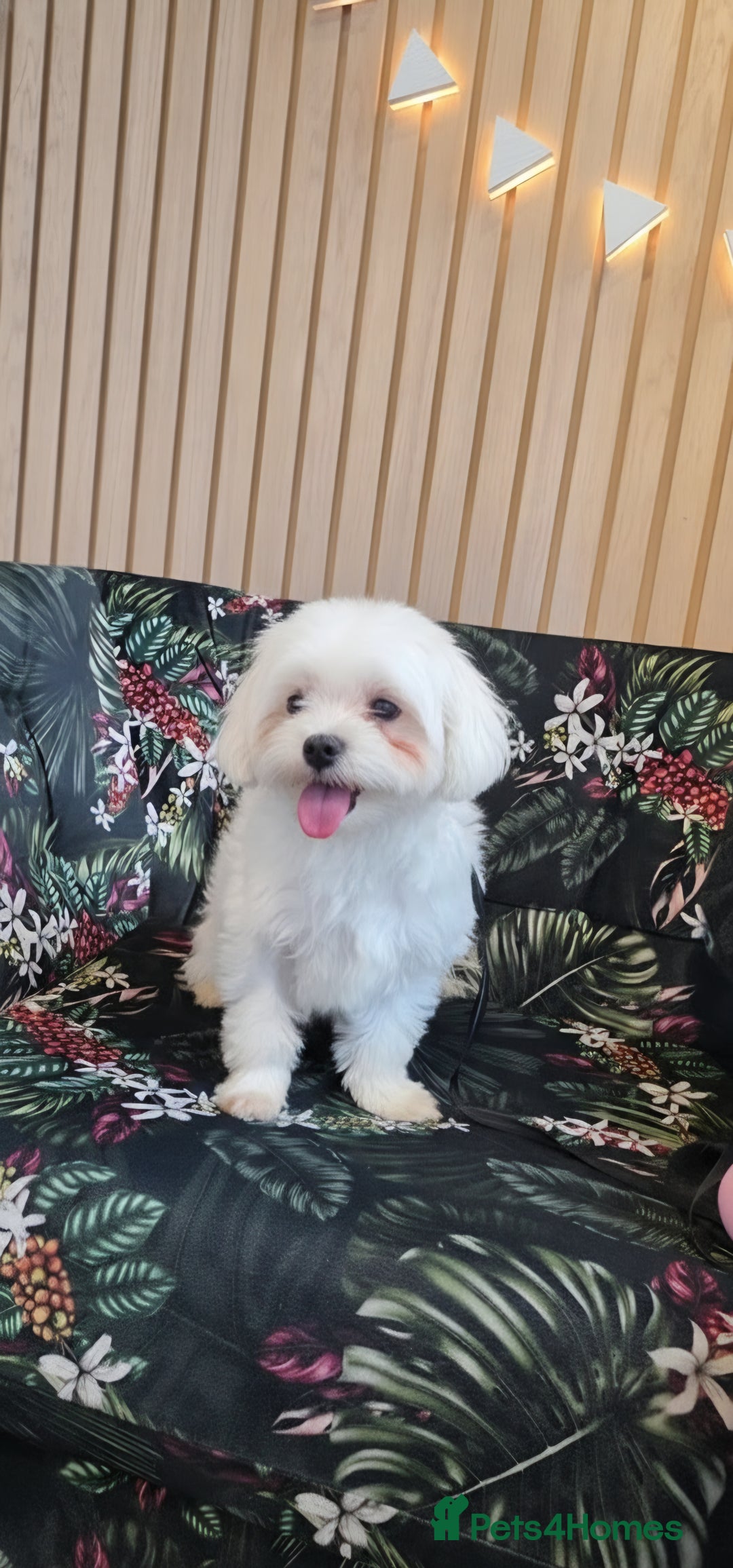 Maltese dogs for sale: Loving 8 month old puppy  - Image 4