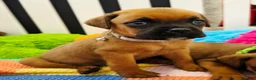 Mixed Breed dogs for sale: Rotty x Boxer - Advert 6