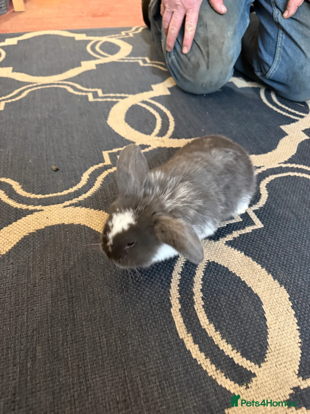 Mini Lop rabbits for sale: Mini lops  - Advert 6