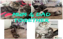 Maine Coon cats for sale: 5 Generation pedigree BLACK SMOKE kittens  - Image 36