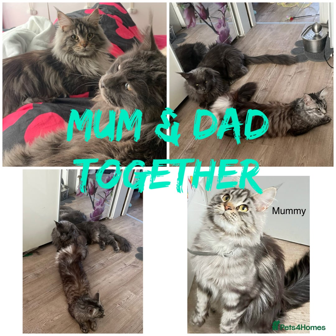 Maine Coon cats for sale: 5 Generation pedigree BLACK SMOKE kittens  - Image 36