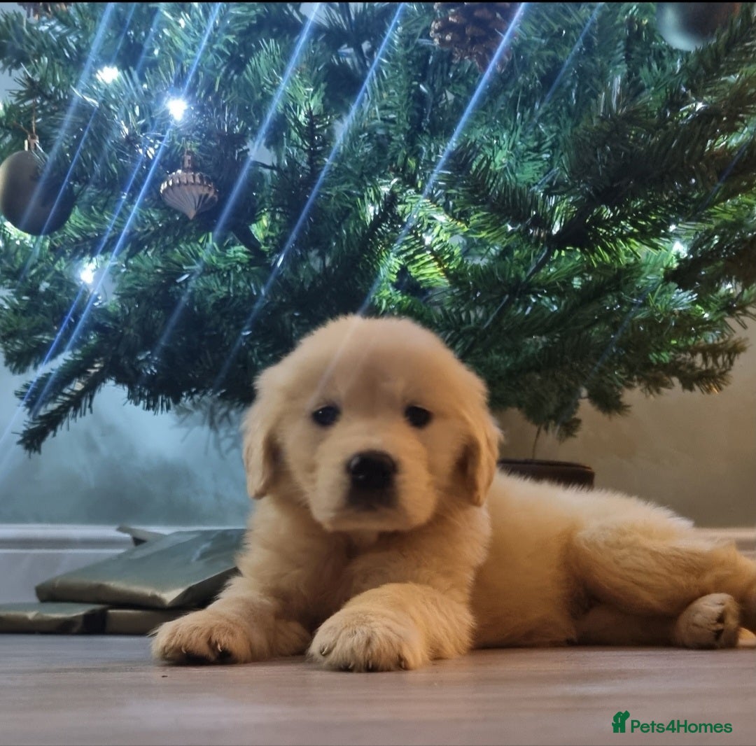 Golden Retriever dogs for sale: Stunning golden retriever male - Advert 3
