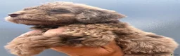 Cockapoo dogs for sale:      F1 Cockapoo Puppies  | Health Tested  - Advert 30