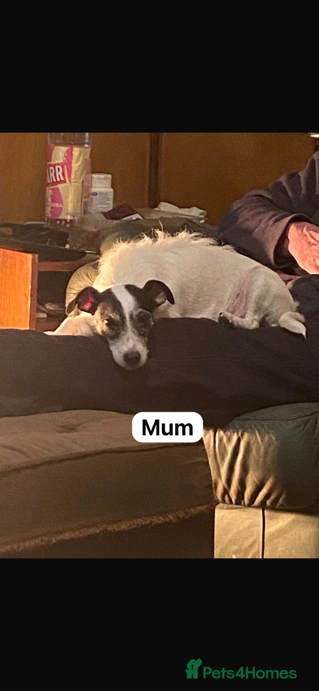 Jack Russell dogs for sale: Jack Russell  - Advert 2