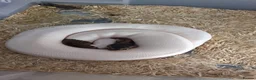 Python Snake reptiles for sale: Various Royal pythons & hatchling rack available  - Advert 11