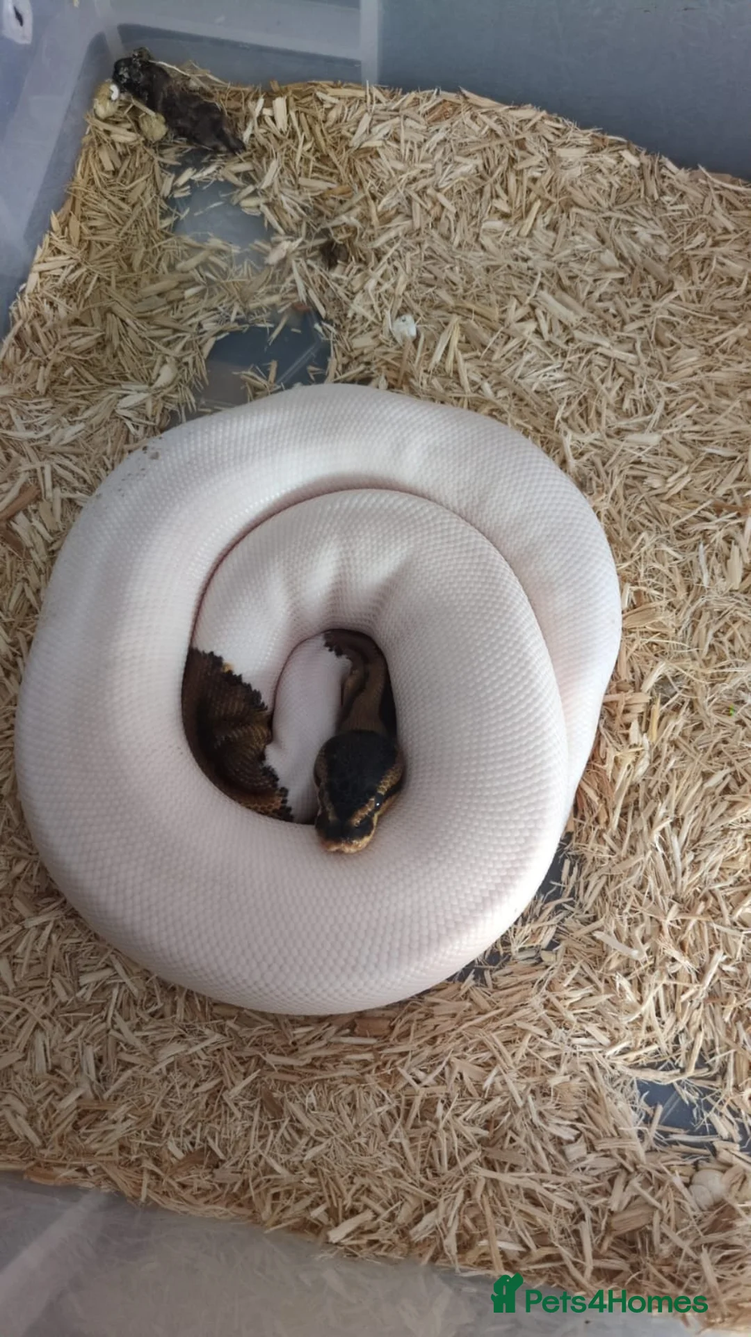 Python Snake reptiles for sale: Various Royal pythons & hatchling rack available  - Advert 11