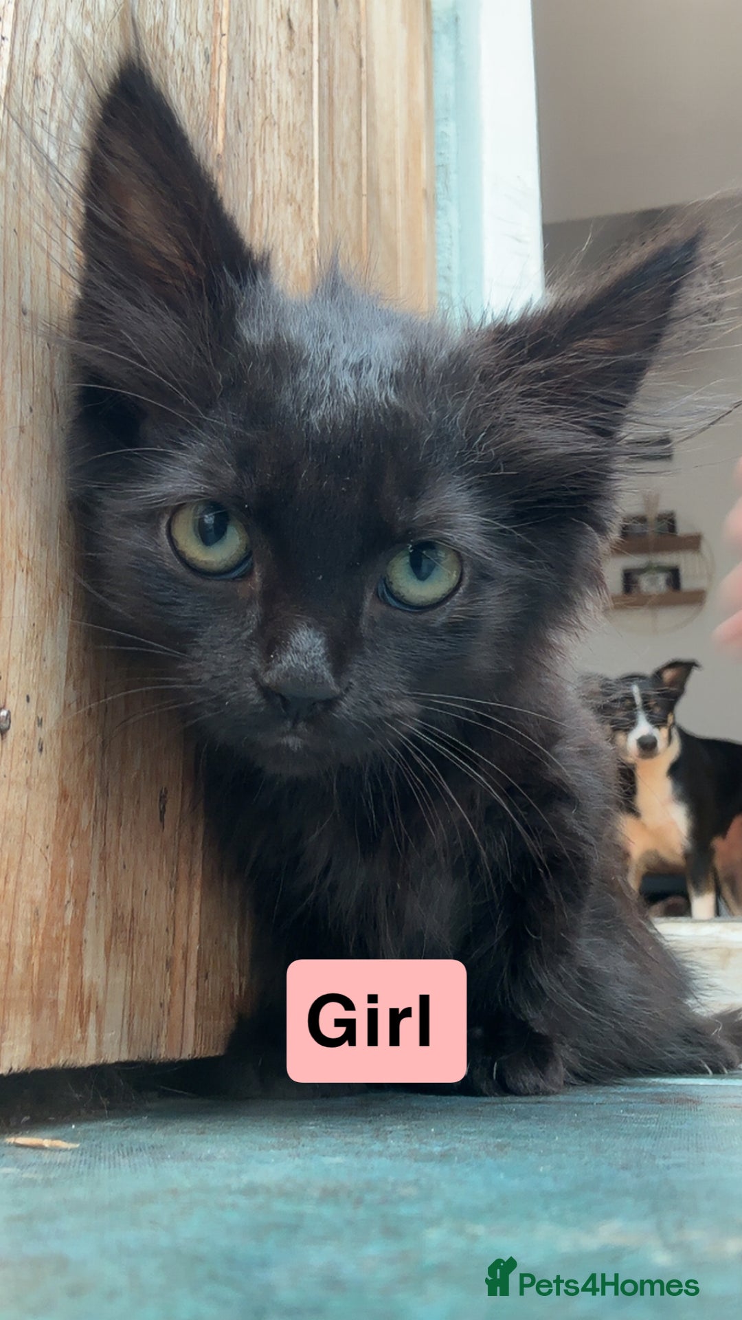 Domestic Shorthair cats for sale: Gorgeous fluff balls needing a home - Image 2