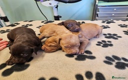 Hungarian Vizsla dogs for sale: Hungarian vizsla pups top quality pups  - Image 15