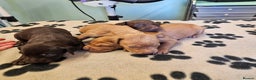 Mixed Breed dogs for sale: Hungarian vizsla pups top quality pups  - Advert 15