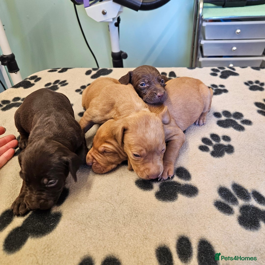 Hungarian Vizsla dogs for sale: Hungarian vizsla pups top quality pups  - Image 15