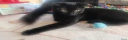 Russian Blue cats for sale: Uniqe russian blue/scottish fold mix - Advert 4