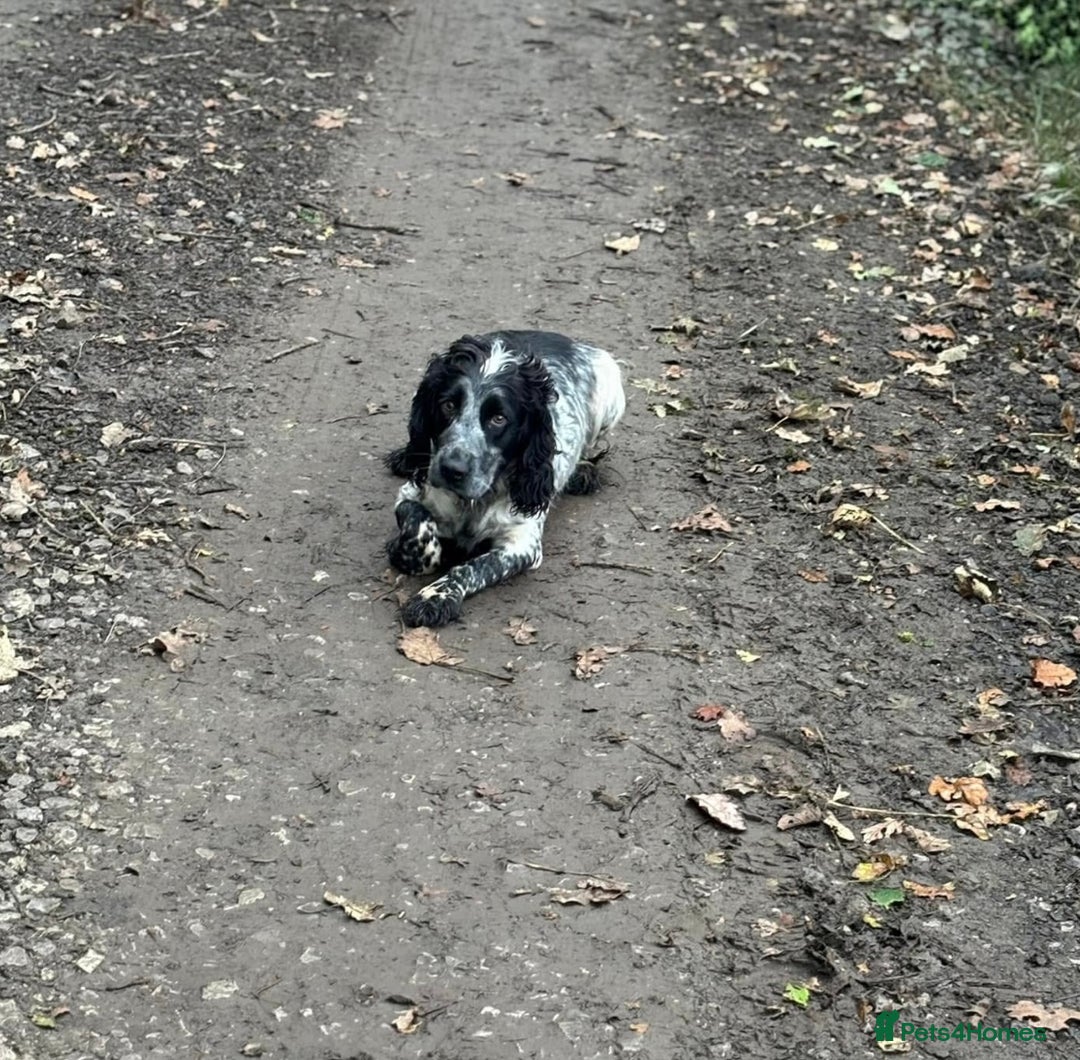 Cockapoo dogs for sale: Cockapoos looking for forever homes - Advert 33