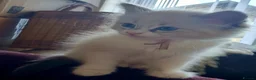 Siberian cats for sale: Soft and fluffy Siberian Neva Masquerade Kittens - Advert 6