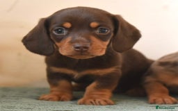 Miniature Dachshund dogs for sale: Mini smooth dachshunds  - Image 17