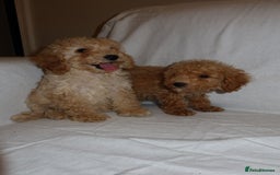 Poodle dogs for sale: Poodle puppies  - Image 4