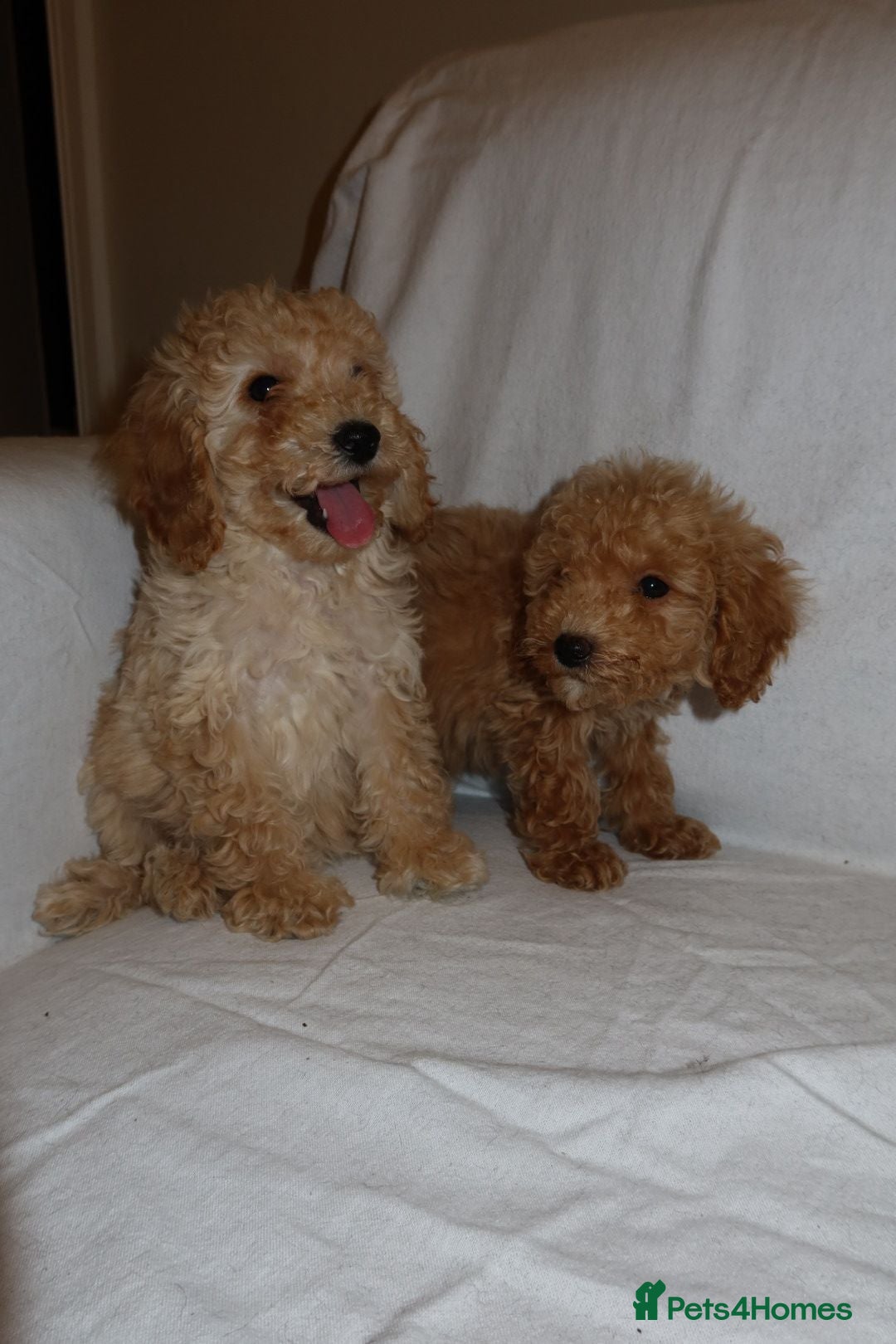 Poodle dogs for sale: Poodle puppies  - Image 4