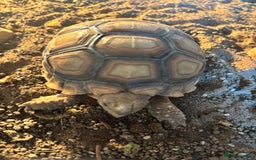 Tortoise reptiles for sale: Tortoise  - Image 2