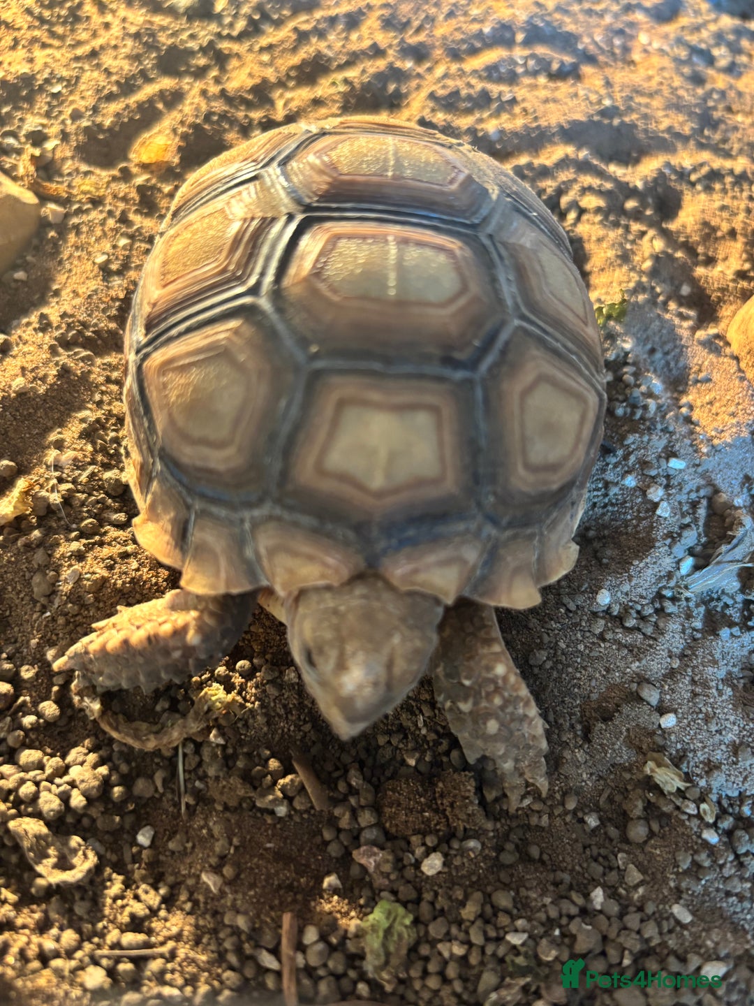 Tortoise reptiles for sale: Tortoise  - Image 2