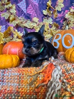 Yorkshire Terrier dogs 🐾 KC Reg Pedigree Yorkshire Terrier Puppies - Advert 15