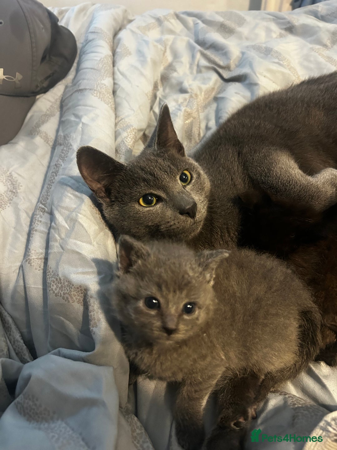 Mixed Breed cats for sale: Grey female kitten - Advert 3