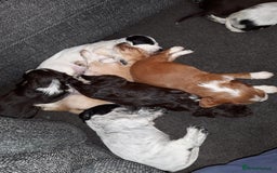 Sprocker dogs for sale: Sprockers 3/4 Cocker spaniel puppies for sale - Image 9