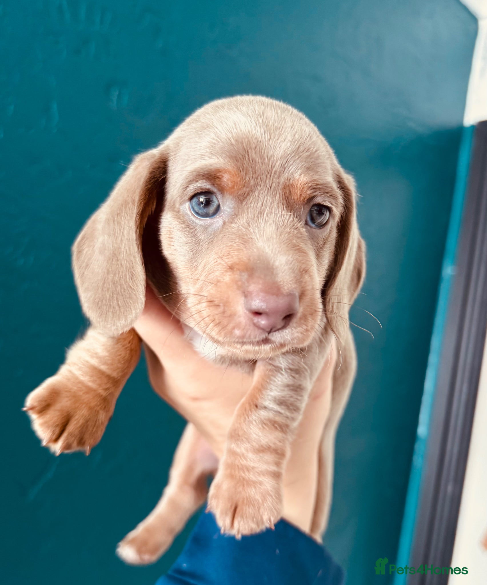 Miniature Dachshund dogs 1 velvet miniature dachshund boy available  - Advert 1