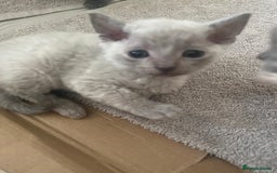 British Shorthair cats for sale: 6 adorable BSH kittens looking for forever homes  - Image 9