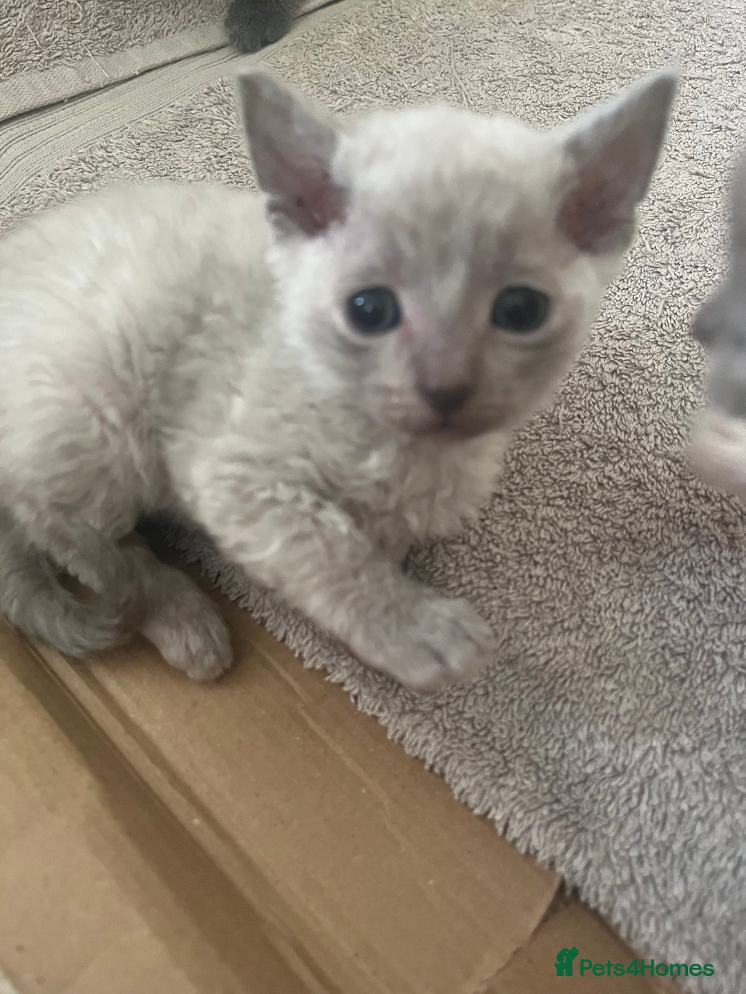 British Shorthair cats for sale: 6 adorable BSH kittens looking for forever homes  - Image 9