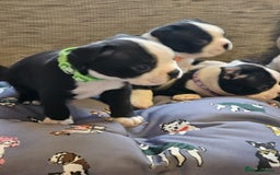 Boston Terrier dogs for sale: Boston Terrier 5* puppies - Image 4
