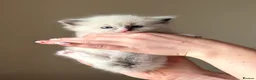Ragdoll cats for sale: Exceptional Quality Ragdoll Kittens  - Advert 24