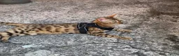 Bengal cats for sale: Bengals for sale  in Wigan - Advert 4
