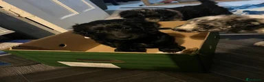 Black with white chin
