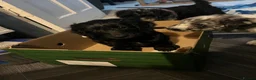 Cockapoo dogs for sale: Ready to go Cockapoos puppies 🐾🐾 - Advert 10