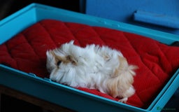 Guinea Pig rodents for sale: 2 Peruvian Baby Boars - Image 4