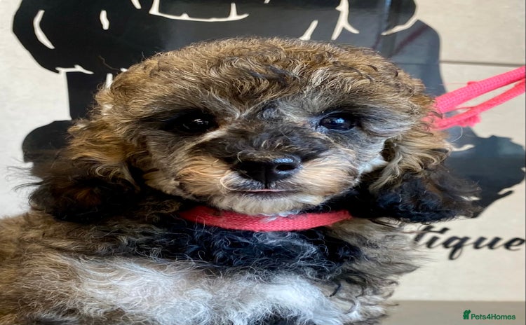 Toy Poodle dogs - Advert 8