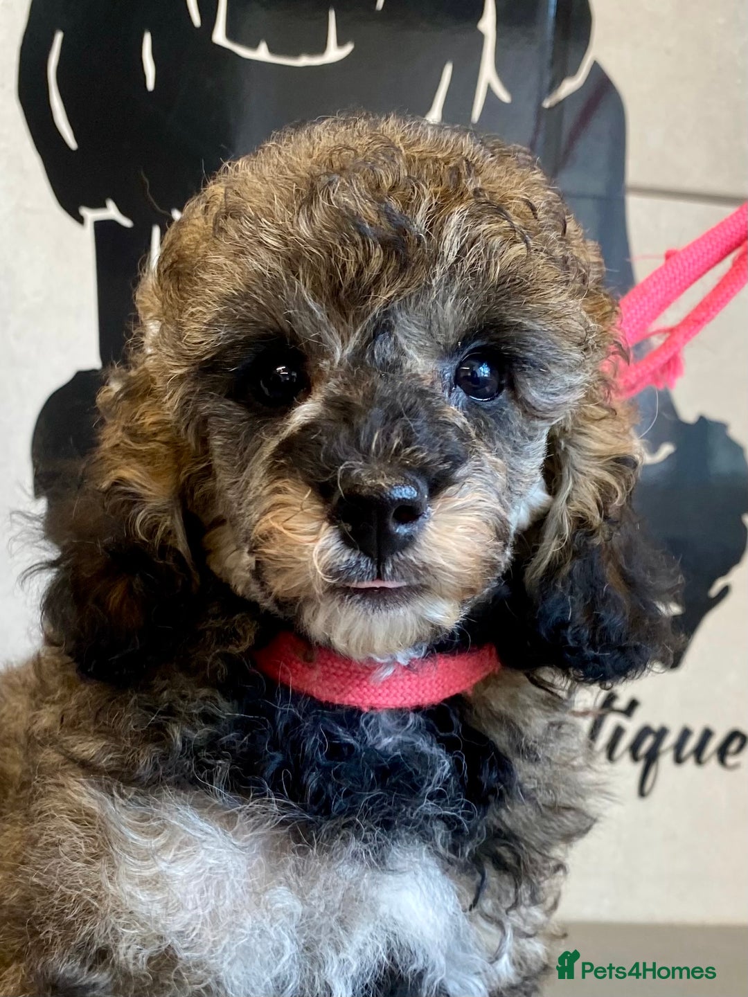 Toy Poodle dogs for sale: Gorgeously Pedigree Toy Poodle Babies - Image 2