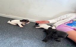 Jack Russell dogs for sale: 2 puppies for sales - Image 5