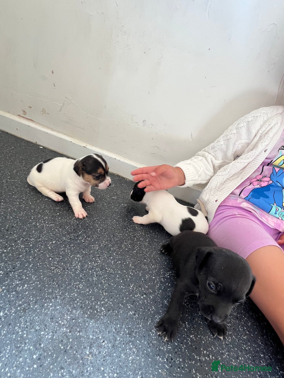 Jack Russell dogs for sale: 2 puppies for sales - Image 5
