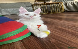 Maine Coon cats for sale: TICA Maine Coon Russian - Image 12