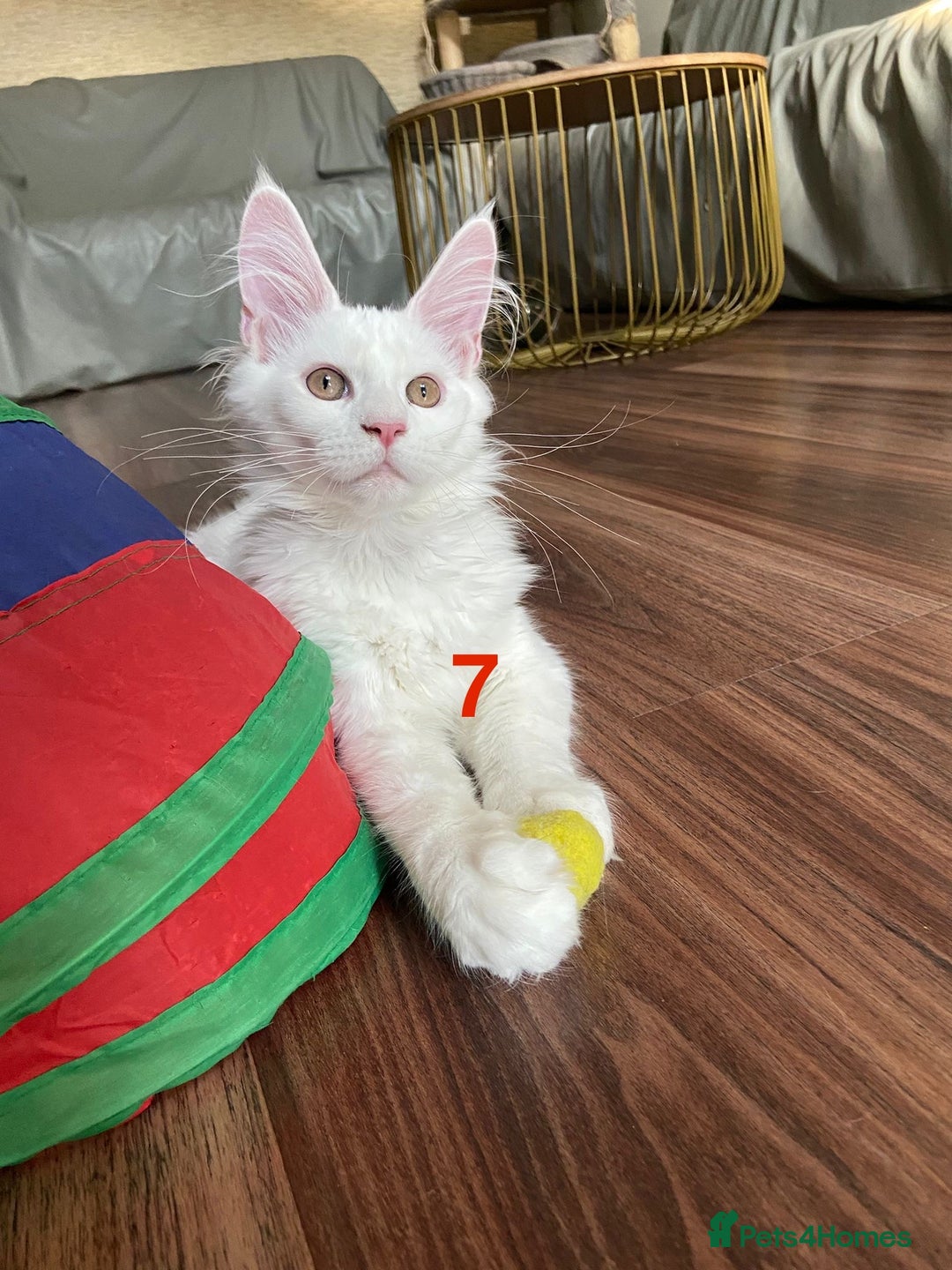 Maine Coon cats for sale: TICA Maine Coon Russian - Image 12