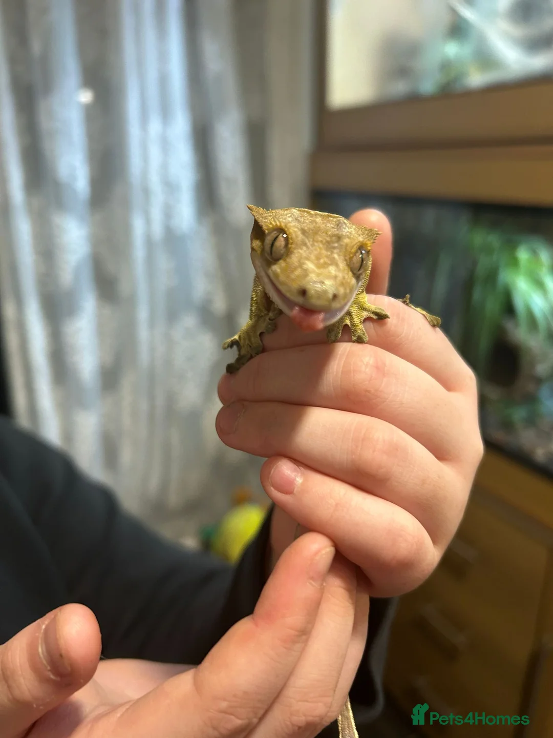 Gecko reptiles for sale: Spike the crested gecko in Clacton-on-Sea - Advert 1