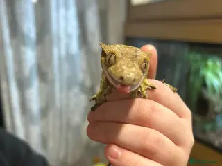 Gecko reptiles Spike the crested gecko - Advert 4
