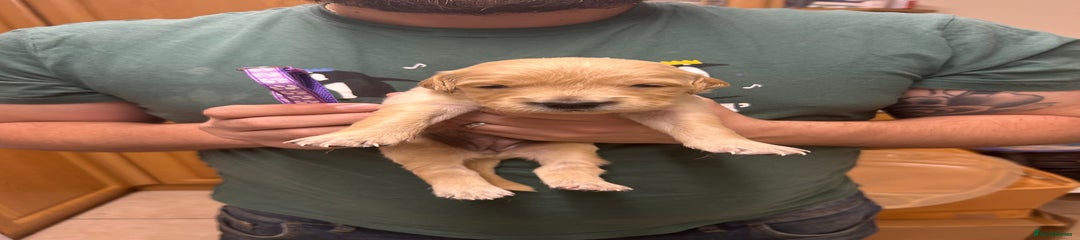 Golden Retriever Puppy 7