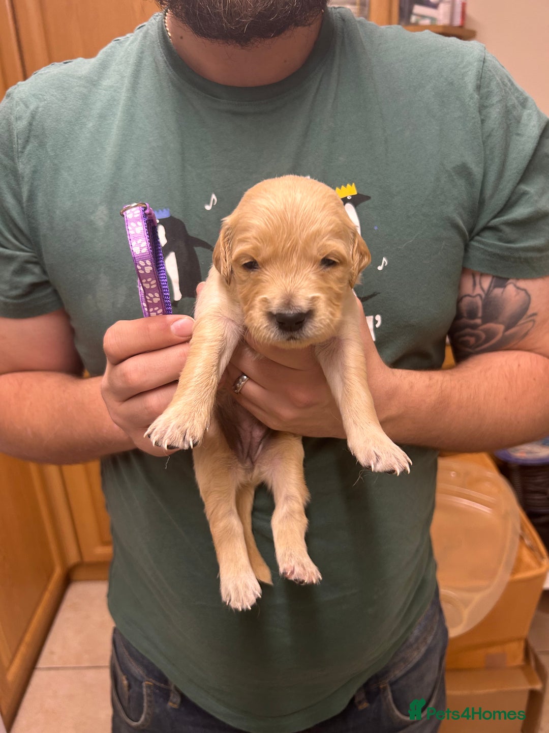 Golden Retriever dogs for sale: 8 Beautiful golden retrievers puppies for sale ❤️ - Advert 7