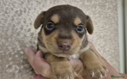 Jack Russell dogs for sale: Chocolate and Tan and Black and Tan Jacks - Image 1