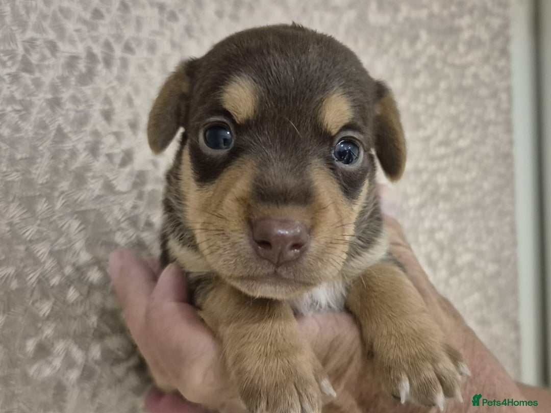 Jack Russell dogs for sale: Chocolate and Tan and Black and Tan Jacks - Image 1