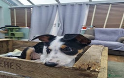 Mixed Breed dogs for sale: 2 Female Collie pups for sale - Advert 10