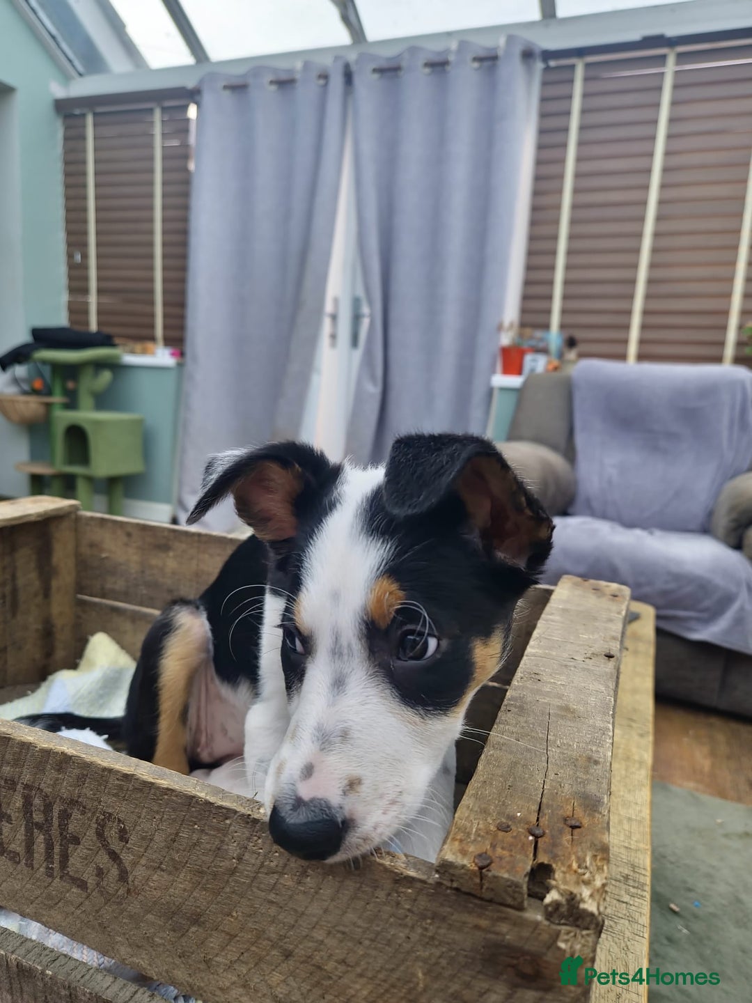 Mixed Breed dogs for sale: 2 Female Collie pups for sale - Advert 10