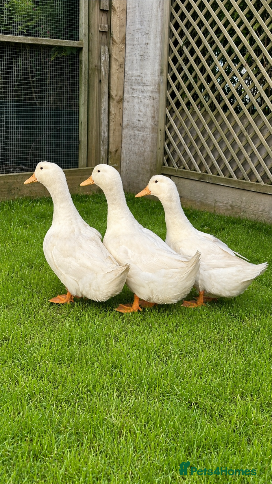 Ducks poultry Aylesbury ducks at point of lay - Advert 3