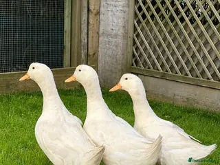Ducks poultry Aylesbury ducks at point of lay - Advert 3